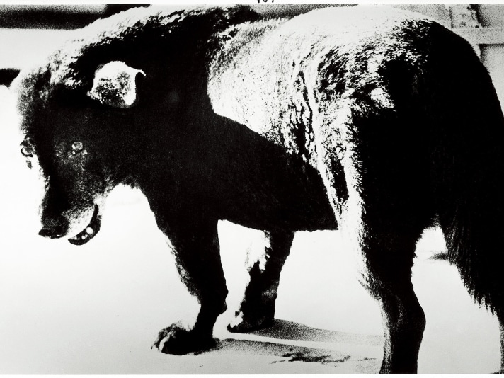 Daidō Moriyama