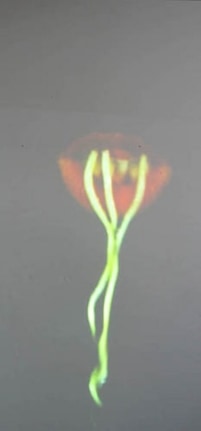 Untitled (Spaghetti), 2007. DVD projection, 11 minutes (looped). MP 230