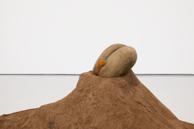 Female Nude, 2015. Cocos Nucifera (Coco Fesse), fertilized dirt. Cocos Nucifera: 6 x 9 1/2 x 9 in (15.2 x 24.1 x 22.9); dirt: dimensions variable. 