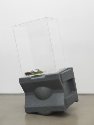 Untitled, 2018. HDPE, Plexiglas box, Pine cone, Pine needles,
