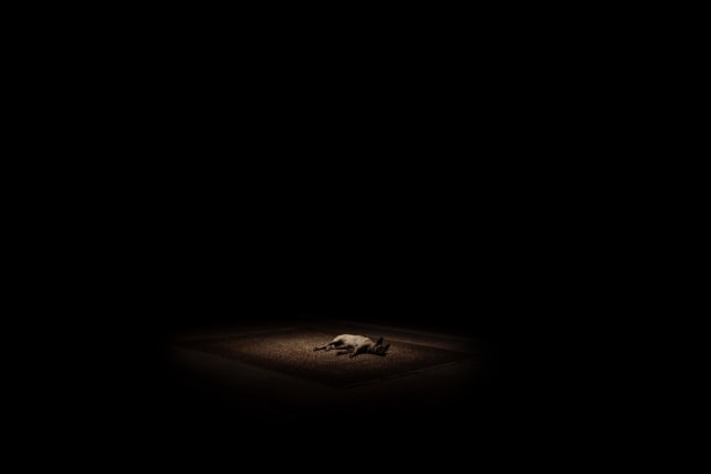 Tragedy, 2012. Persian rug, dog. Performance still, 2012.