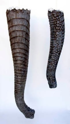 Dream Object (Elephant Trunk), 2007. Paper, chicken wire, foam, acrylic paint, 68 x 12-1/2 inches diameter (Long Trunk) (172.7 x 29.2 cm); 45-1/4 x 8-1/2 inches (Short Trunk) (113.7 x 19.1 cm). MP 195
