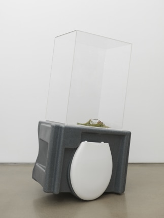 Untitled, 2018. HDPE, Plexiglas box, Pine cone, Pine needles,