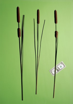 Annette Kelm  One Dollar Right Side / Money Tree One Leaf Right, 2015
