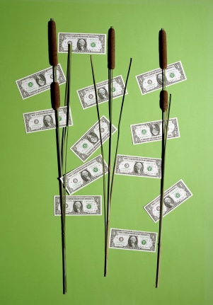 Annette Kelm  Money Tree, 2015