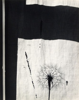 Scottish Thistle, Rochester, New York, 1958