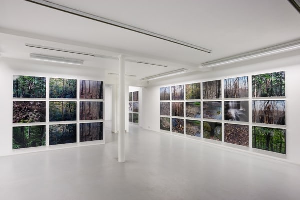 Joseph Bartscherer: Forest&nbsp;&ndash; installation view 8