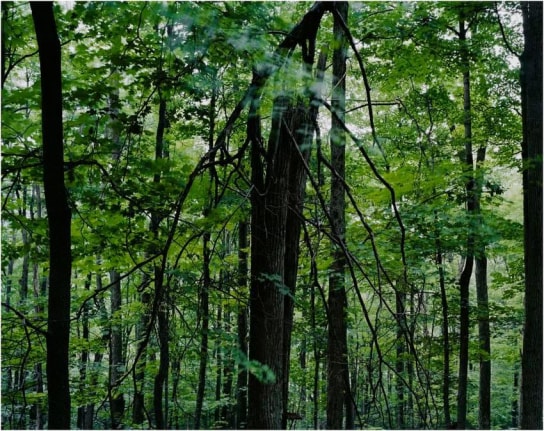 JOSEPH BARTSCHERER untitled, from the series Forest
