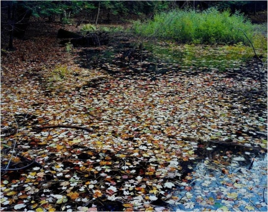 JOSEPH BARTSCHERER untitled. from the series, Forest, 1999