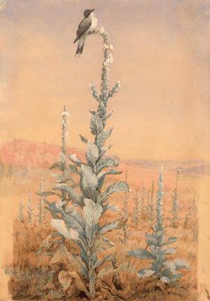Image of Fidelia Bridges's sold painting of a kingbird perched on top of a verbascum stalk.