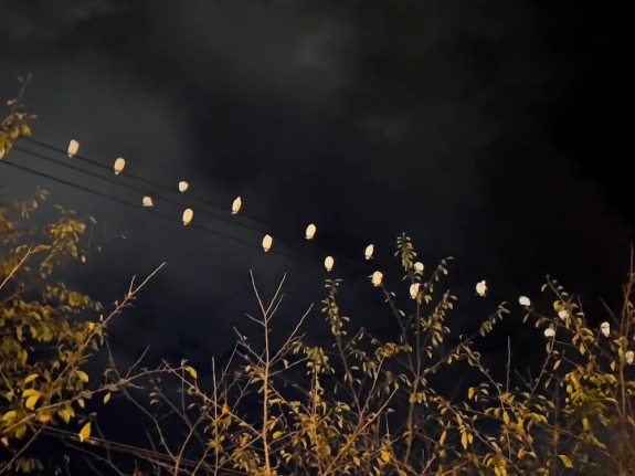 Su-Mei Tse, Birdsong, 2025