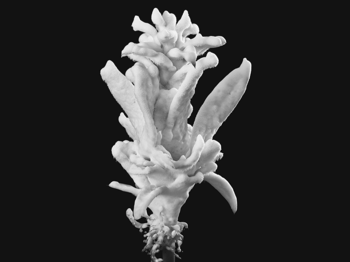 Julian Charrière in Carte Blanche XXI: VOGT Landscape Architects