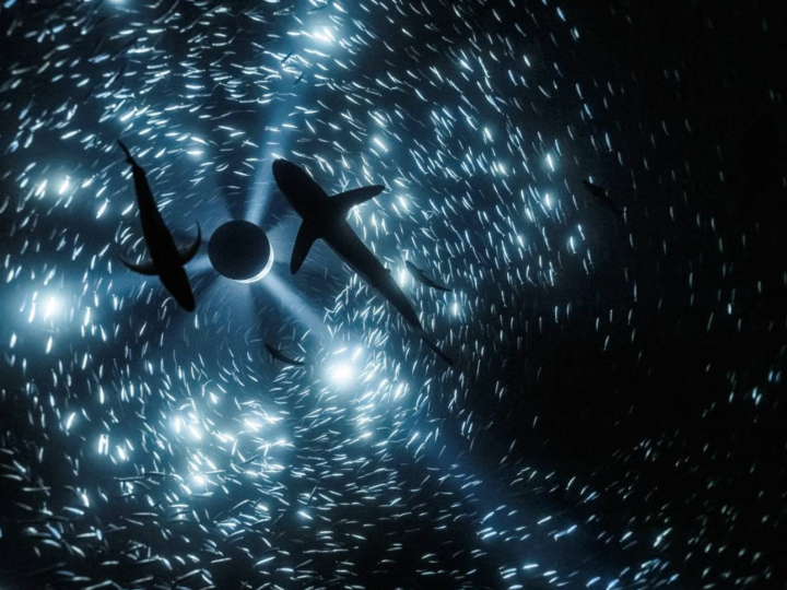 Julian Charrière: Midnight Zone