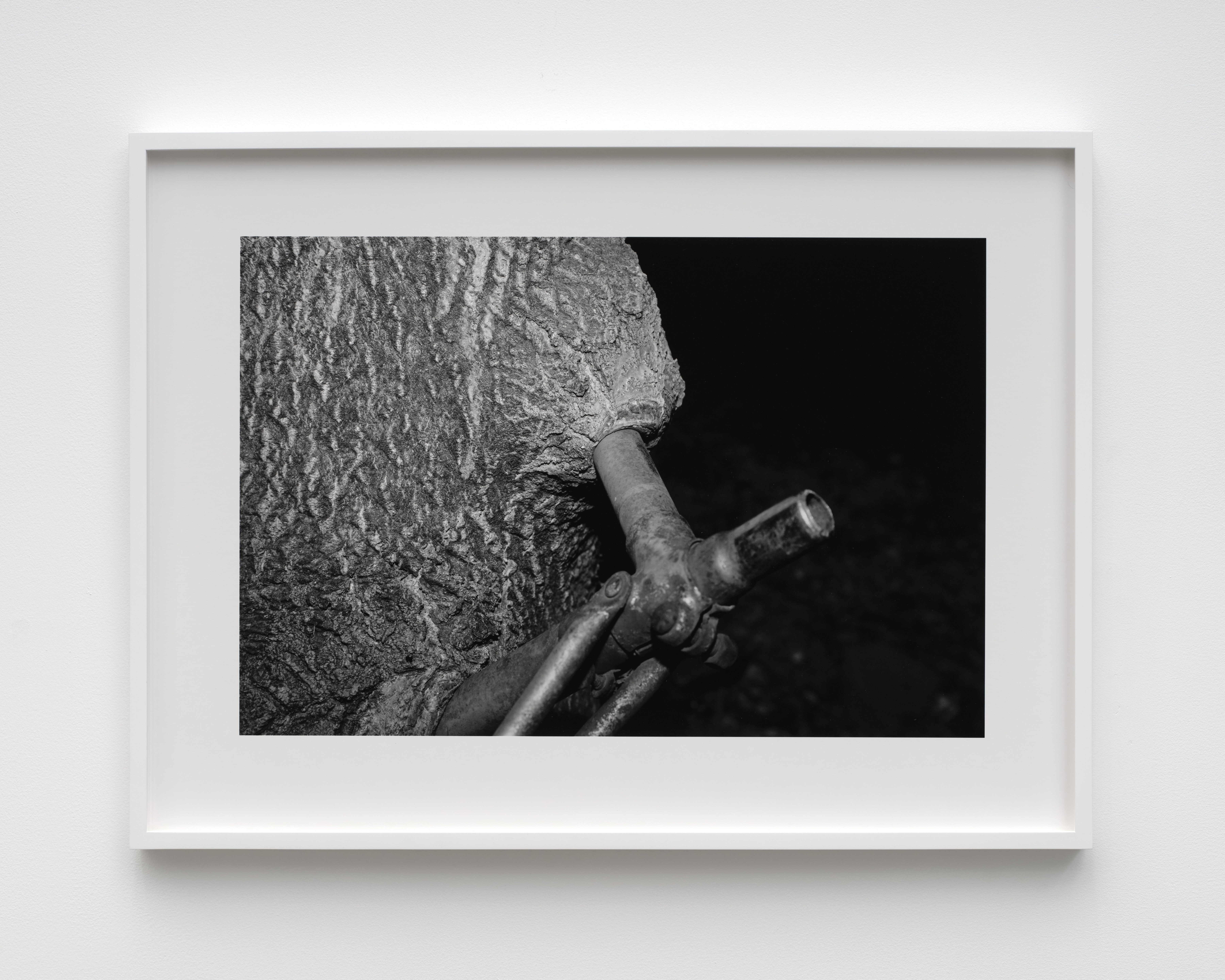 A black and white photograph of the seat tube and back tire of a bicycle surrounded by the bark of a tree that has grown around it. 