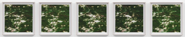 SPENCER FINCHInvisible Breeze (Ryoanji)2017Five archival inkjet photographs&nbsp;17 x 17 (each)43.2 x 43.2 cm (each)Editon of 5 + 1APJCG9440
