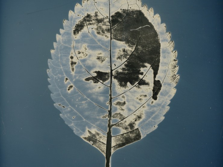 An inverted image of a decomposing leaf against a blue background