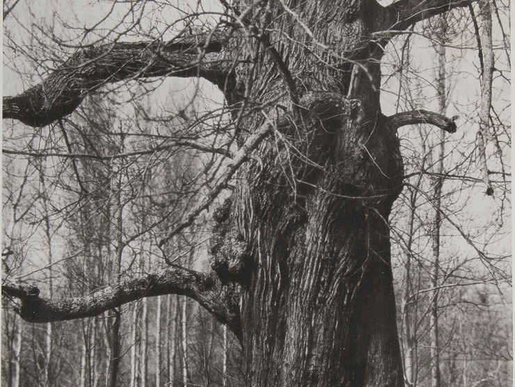 A twisty and knarled tree is photographed in black and white.