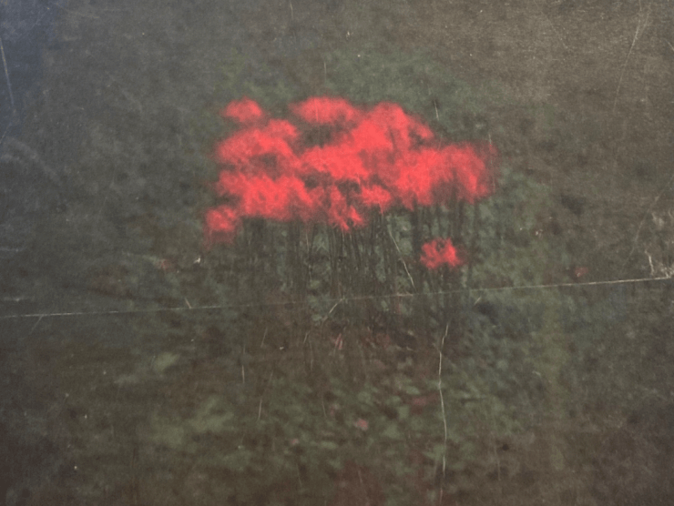 Red flowers are shown in a soft focus surrounded by grass.