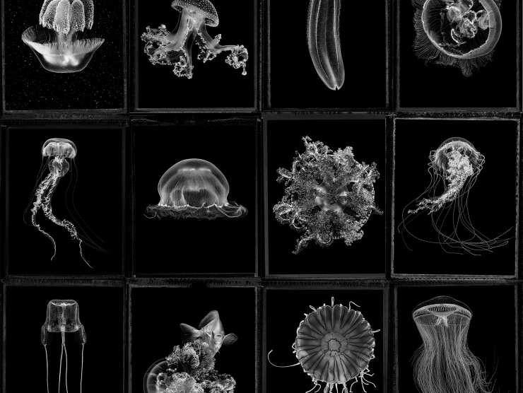 A series of black and white images of jellyfish are shown in a grid.