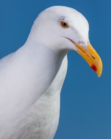 Close up color image of a seagull with blue background