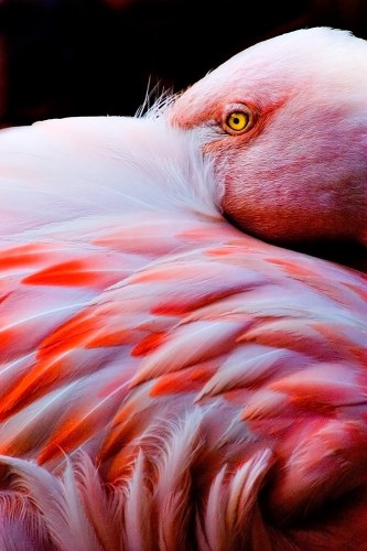 Joe Zammit-Lucia, Feather Bed, 2010