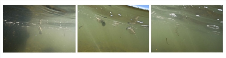 Michel Varisco, Floating sargassam and feathers,&nbsp;2014