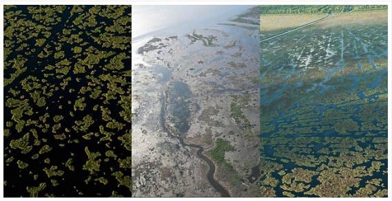 Michel Varisco Marsh Degredation, 2010