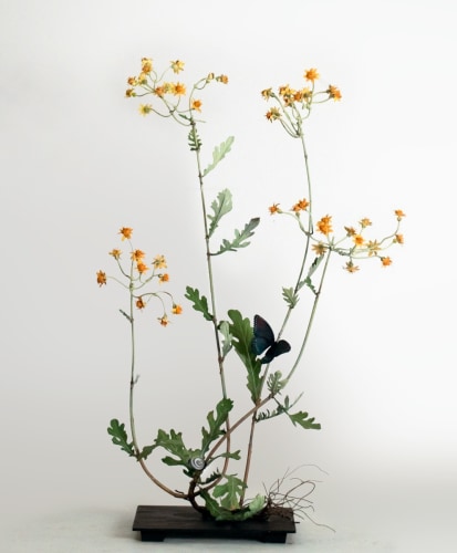 Carmen Almon Sénecon with Red Spotted Admiral, 2019