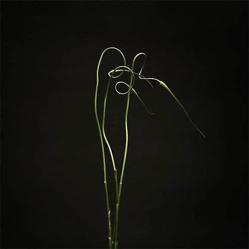 Elizabeth Kleinveld Garlic III