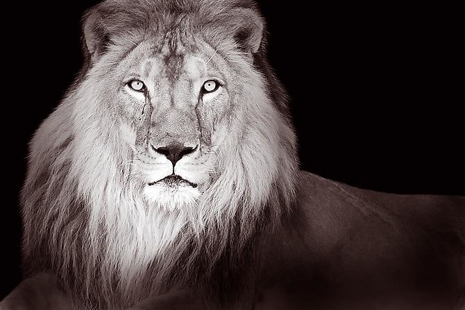 Joe Zammit-Lucia Royal