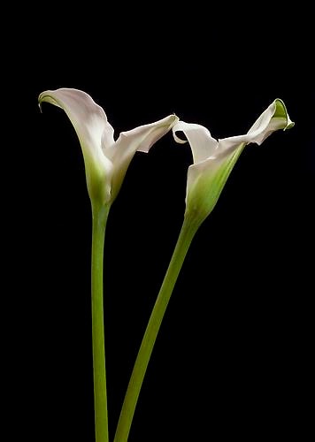 Elizabeth Kleinveld 2 Callas