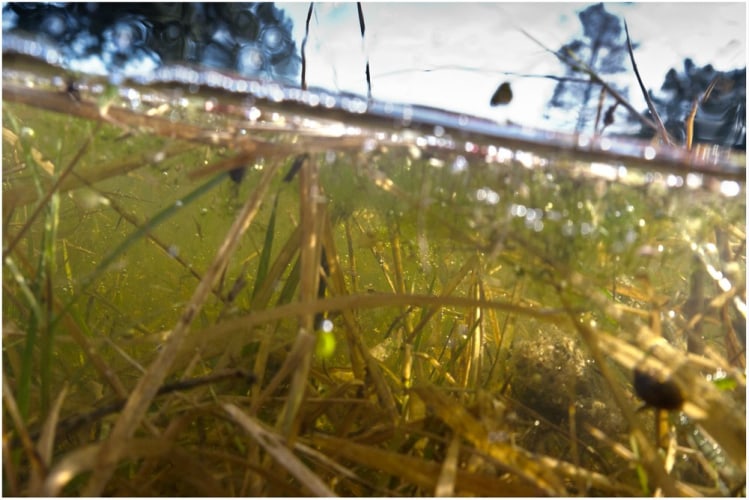 Michel Varisco, Effervescent Pond, New Orleans, 2014