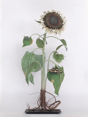 Carmen Almon, White Sunflower with Papilio Rumiko, 2025