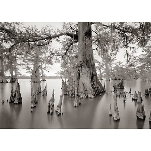 Joel Pickford Cypress Knees, Lake Fausse Pointe, Louisiana, 1995, 2012
