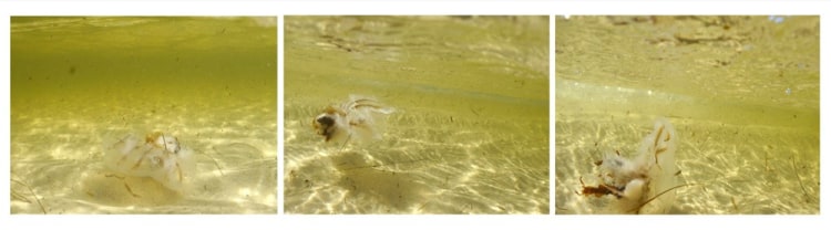 Michel Varisco, Horn island shapeshifter, 2014