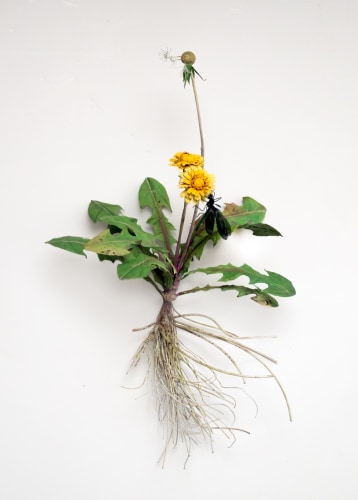 Carmen Almon Hanging Dandelion with Lestdae, 2019