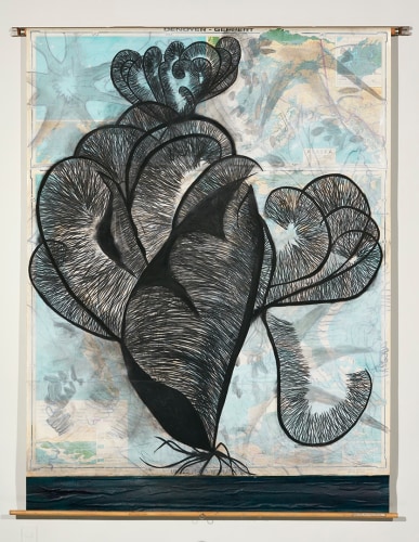 Suzi Davidoff, United States with Mexico / Deep Water Corals, 2016