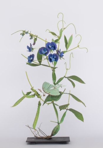 Carmen Almon, Dark Blue Sweet Pea with Luna Moth, 2025