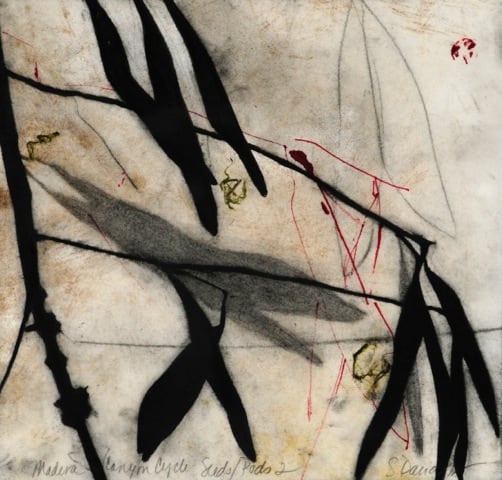 Madera Canyon Cycle - Seeds, Pods 2