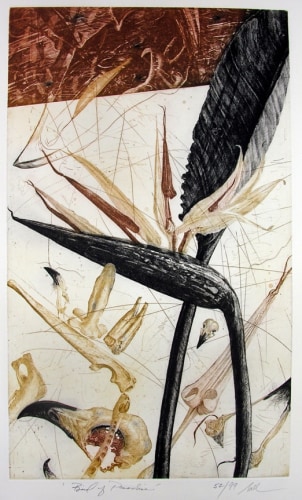 Nall Bird of Paradise