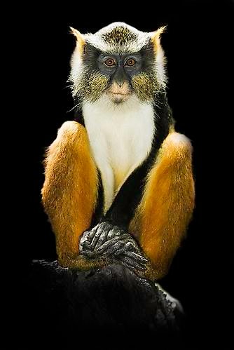 Joe Zammit-Lucia Poise