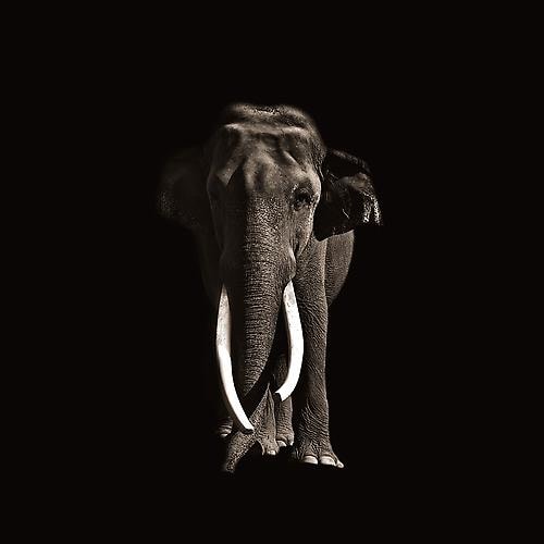 Joe Zammit-Lucia Strength