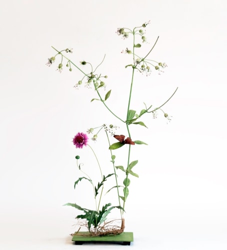 Carmen Almon, Silene with Sarrette and Fritillary Butterfly, 2019