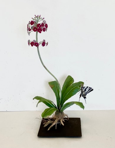 Carmen Almon, Auricula with Zebra Swallowtail, 2024