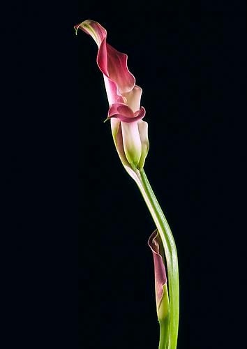 Elizabeth Kleinveld Calla Zantedescia