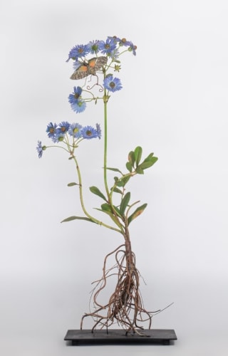 Carmen Almon, China Aster with Giant Sphinx, 2025