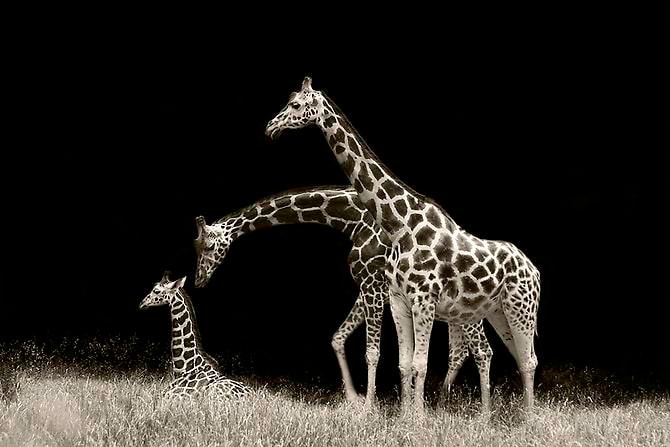 Joe Zammit-Lucia Family