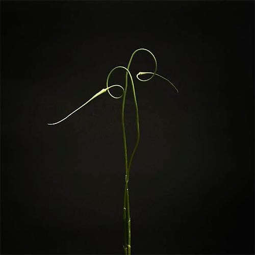 Elizabeth Kleinveld Garlic II