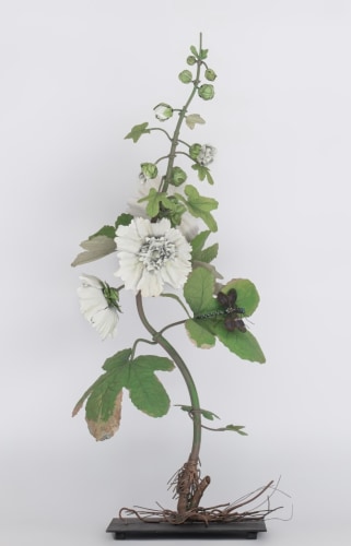 Carmen Almon, White Hollyhock with Dragonfly, 2025
