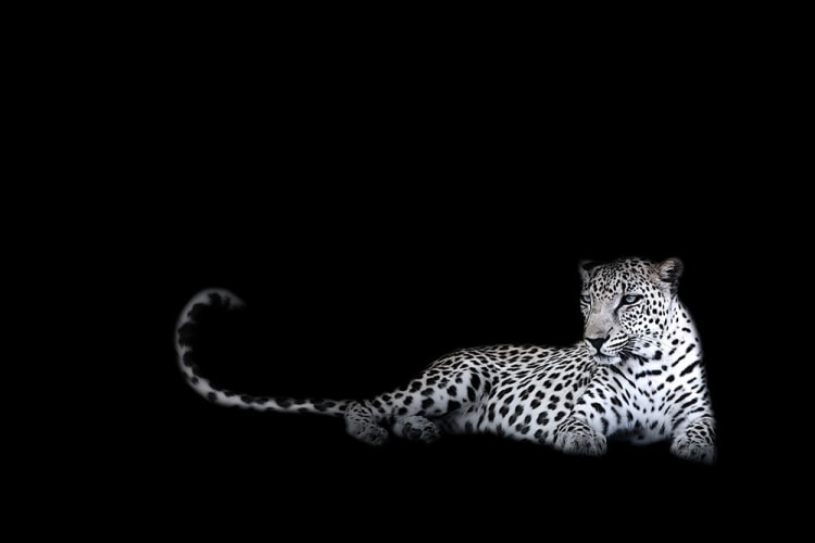 Joe Zammit-Lucia, Imagine, 2010